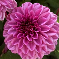 Dahlia Laughing Lizza